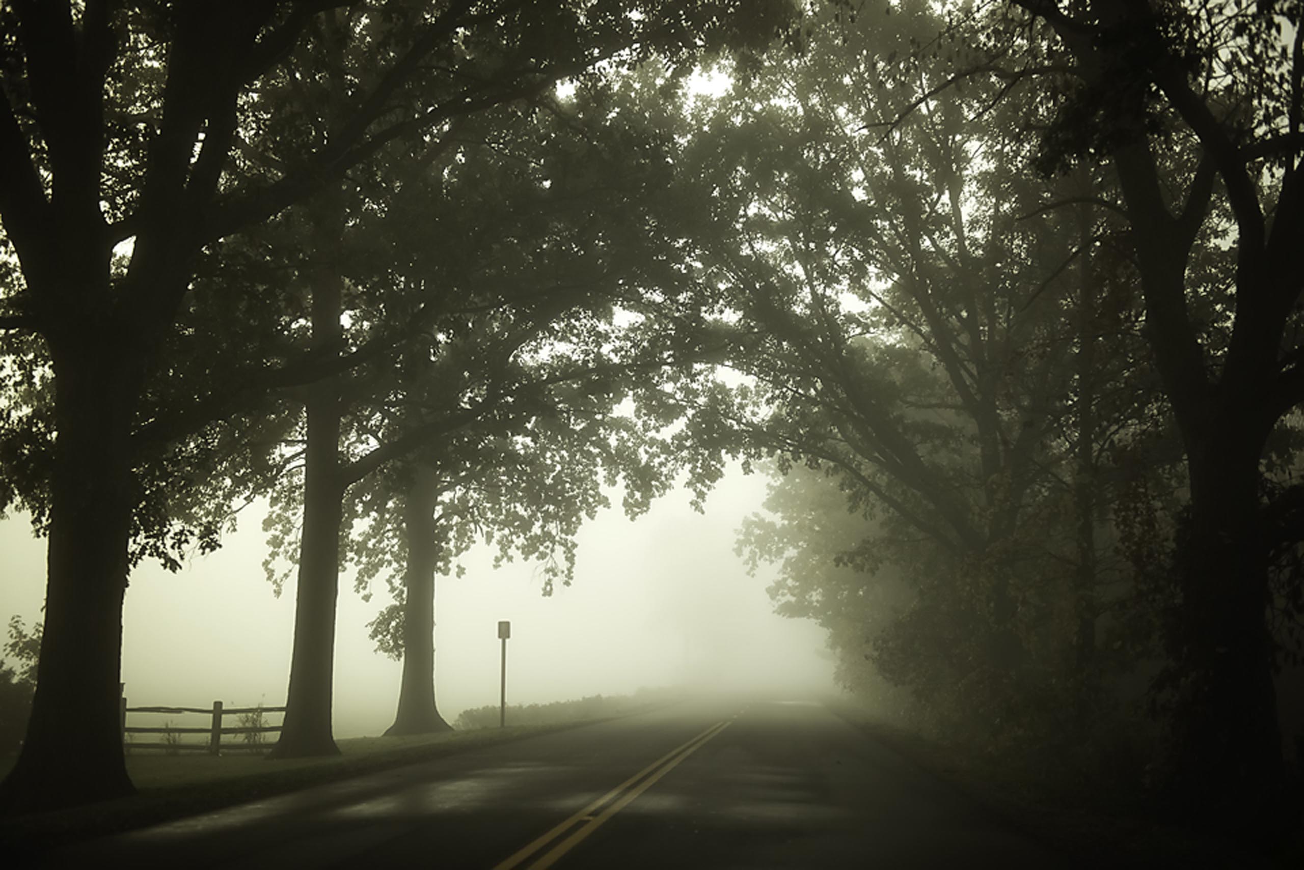 Morning Fog Tree's